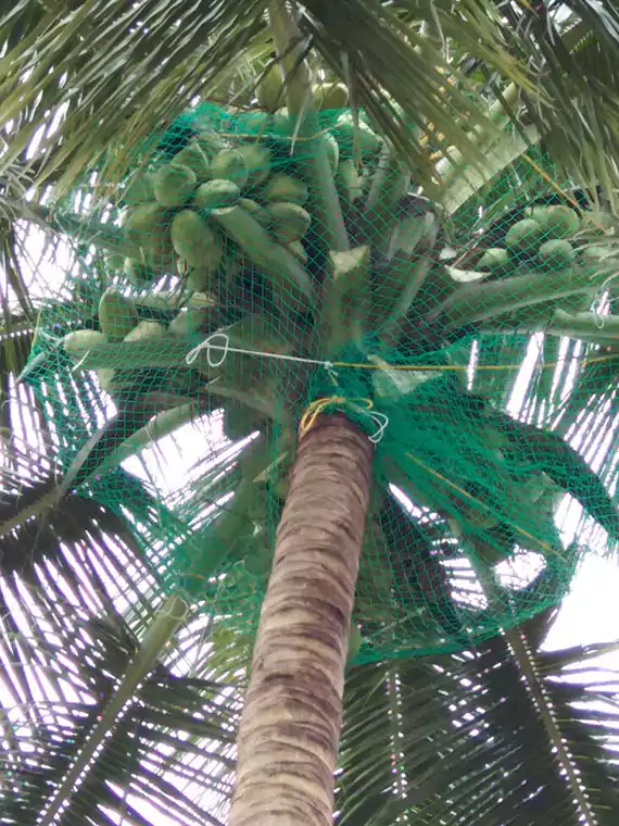 Coconut Tree Safety Nets